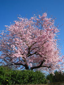 wunderschöne Kirschblüte by assy