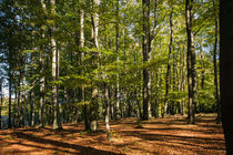 Herbstwald by Simone Rein