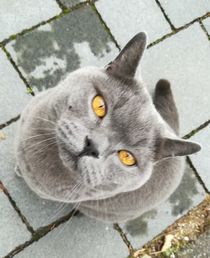 Dieser Blick der Katze by susanne-seidel