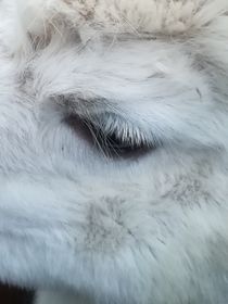 Alpaka Auge von susanne-seidel
