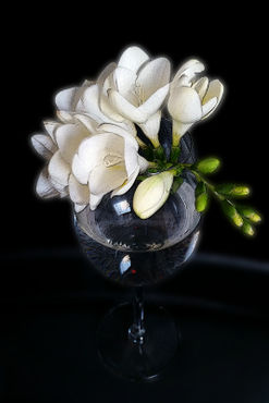 White-freesia-in-a-glass-png