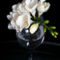 White-freesia-in-a-glass-png