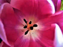 Das Herz der Tulpe by assy