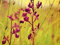 wilde Orchideen  by Rosina Schneider