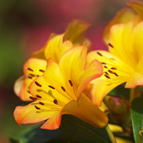 Rhododendron, vireya, Blütenmakro von Dagmar Laimgruber