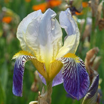 Schwertlilie (Iris), Blütenmakro von Dagmar Laimgruber