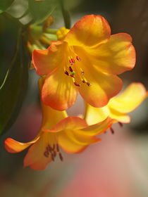 Gelbe Rhododendron-Blüte von Dagmar Laimgruber
