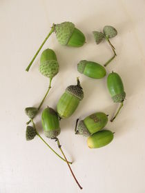 Grüne Eicheln mit Eichelhütchen im Spätsommer von Heike Rau