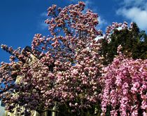 Ein Traum in rosa, Magnolie und Kirschbaum von assy