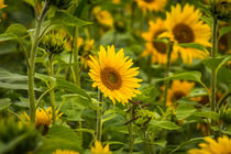 Sonnenblumen von Simone Rein