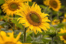 Sonnenblumen von Simone Rein
