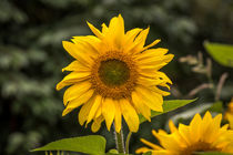 Sonnenblumen by Simone Rein