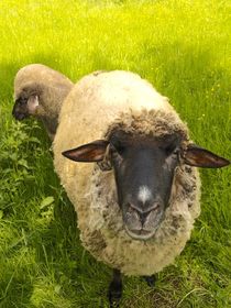 Shaun das Schaf by smk