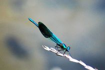 blaue Libelle von Frank  Kimpfel