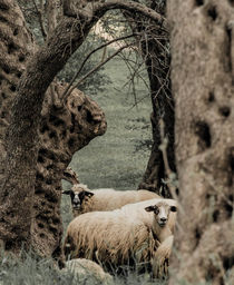 Sheep under olive trees by Raymond Zoller