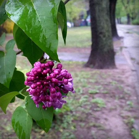 Lilac-flower-in-the-rain-png