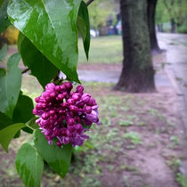 lilac flower in the rain by feiermar