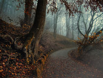 Fußweg zur Burgruine Hohentwiel bei Singen im Nebel von Christine Horn