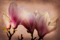 Spring Magnolia by CHRISTINE LAKE