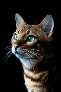 Portrait einer Bengalkatze von Christine Bässler