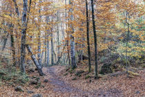 Looking for The Right Path (Fageda d’en Jordà, Catalonia) by Marc Garrido Clotet