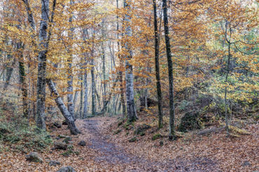 Looking-for-the-right-path-fageda-jorda-catalonia