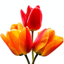 3 Tulips von Jeremy Sage