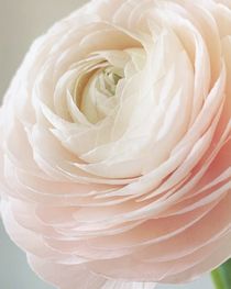 Rose Ranunculus by crisspix