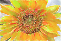 Sonnenblume von mario-s