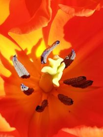 Tulpen  by susanne-seidel
