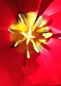 Tulpen Stempel  by susanne-seidel