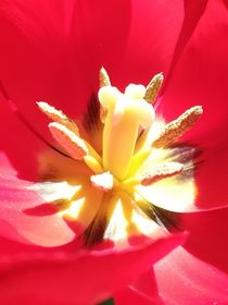 Tulpe in rot by susanne-seidel