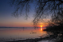 Sonnenaufgang auf der Halbinsel Höri bei Iznang - Bodensee von Christine Horn