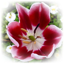 bright red tulip by feiermar