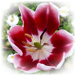 Bright-red-tulip-png