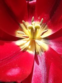Tulpen  by susanne-seidel