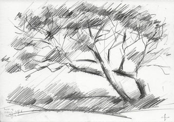 Tree-at-the-hague-golf-6-03-06-14-2014