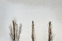 3Trees by Gerd Schneider
