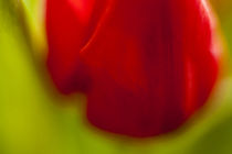 Tulpenblüte Farbspiel von Petra Dreiling-Schewe