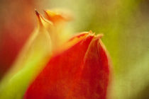 Tulpenblüte Farbspiel II by Petra Dreiling-Schewe