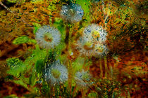 Concept abstract : Dandelion / Pusteblume by Michael Naegele