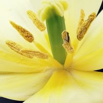 Gelbe Schönheit  by susanne-seidel