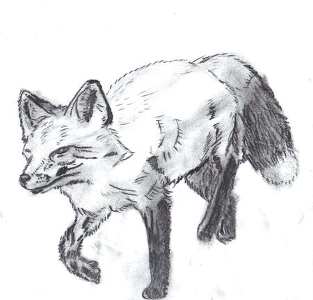 Charcoal-fox