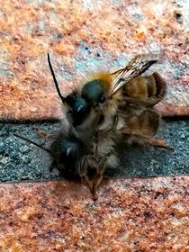 Bienen Paarung  von susanne-seidel