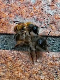 Faszination Bienen Paarung  von susanne-seidel