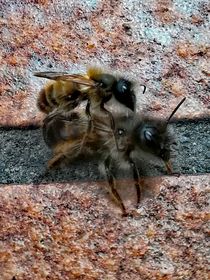Bienen Paarung  by susanne-seidel