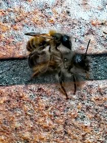 Bienchen paaren sich  von susanne-seidel