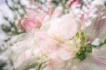 Apfelblüte in Bermatingen V - Bodensee von Christine Horn