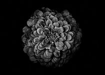Backyard Flowers In Black And White 54 by Brian Carson