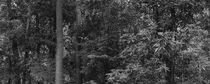Panoramic image of native vegetation in black and white by erich-sacco